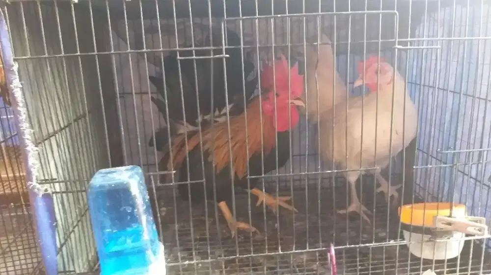 ayam kate sejodo (umur 7bulanan)
