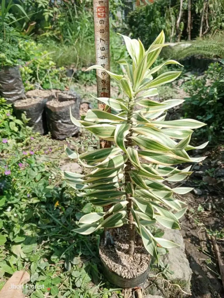 HARGA TANAMAN PROYEK