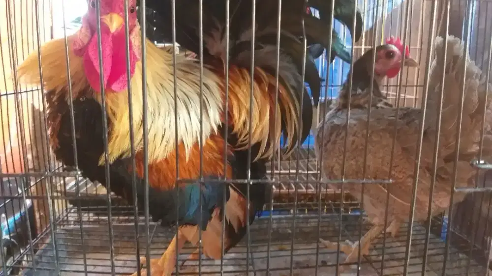 ayam kate sejodo (umur 7bulanan)