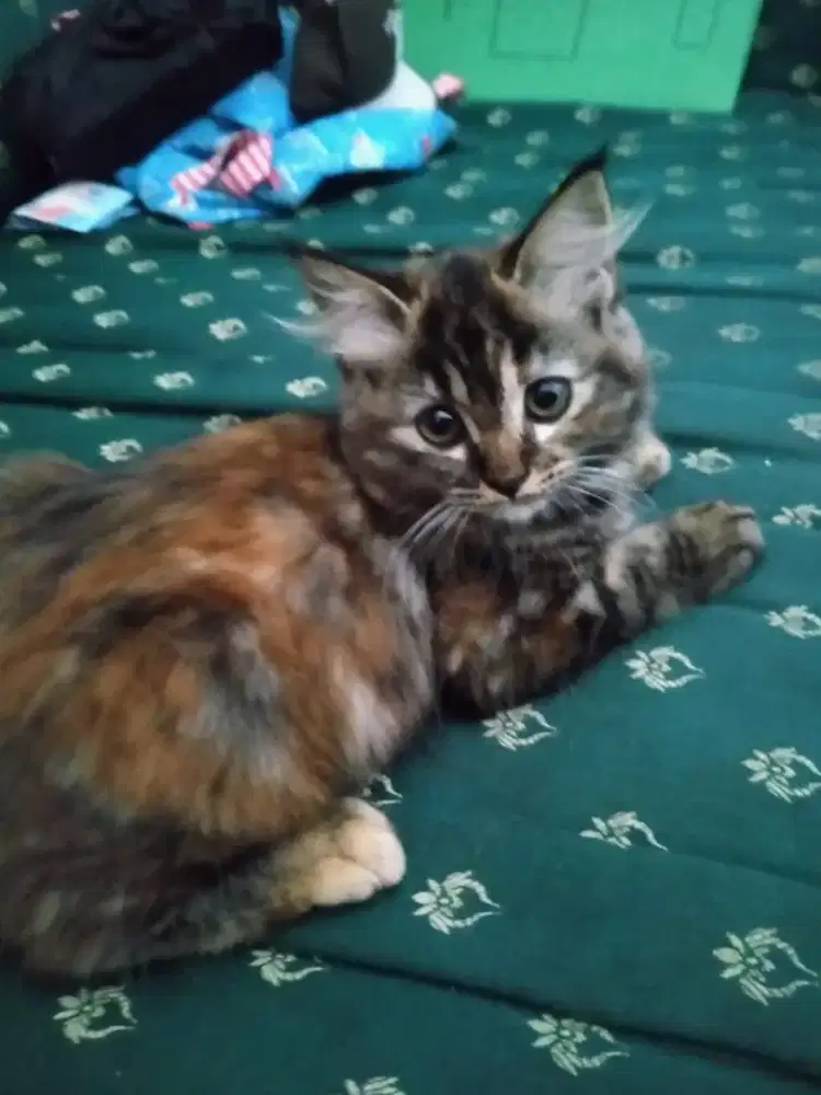 adopsi kitten Persia himalaya