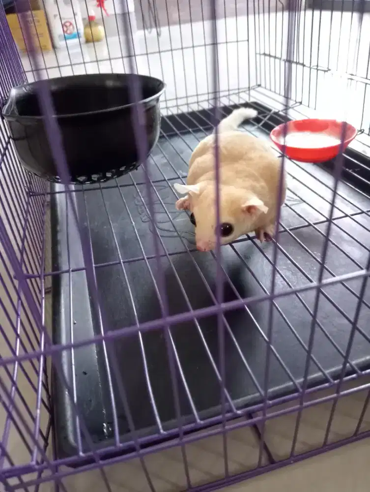 Sugar Glider Leucistik Jantan dewasa beserta kandang