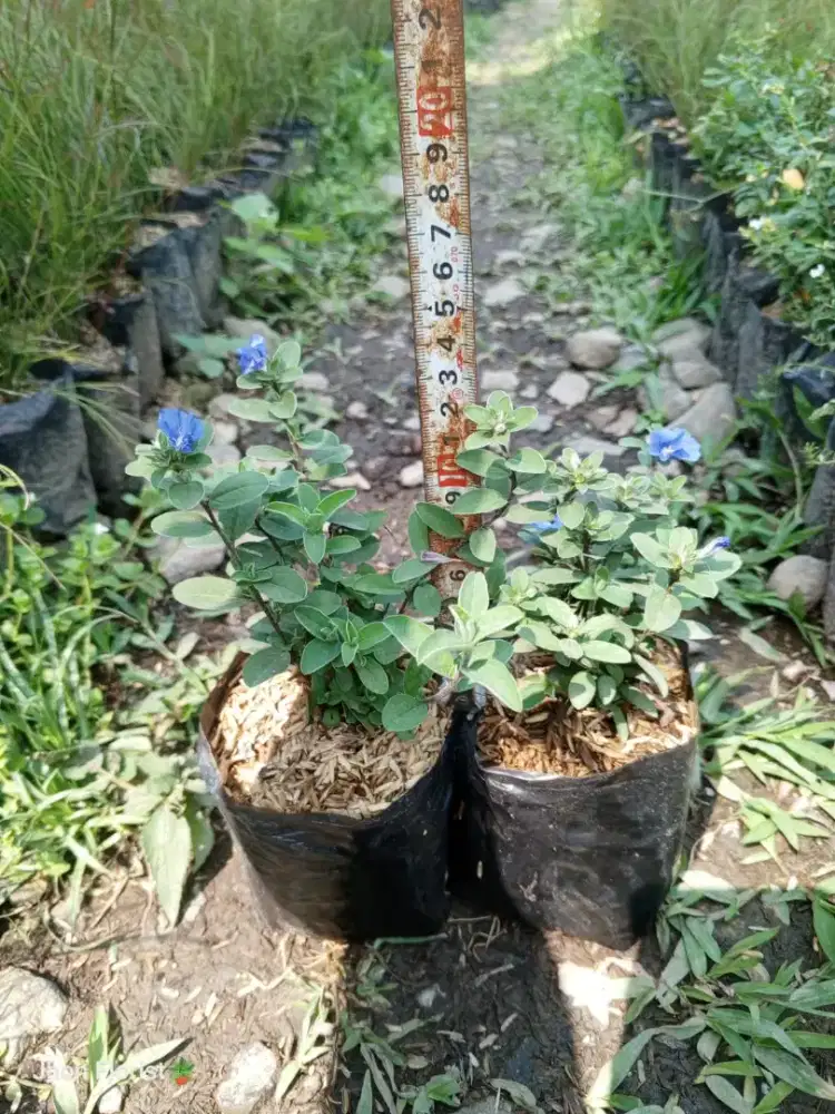 HARGA TANAMAN PROYEK