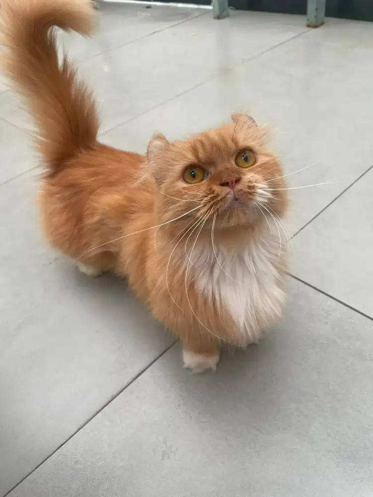 Kucing Kinkalow - BSH Mahar bervariasi