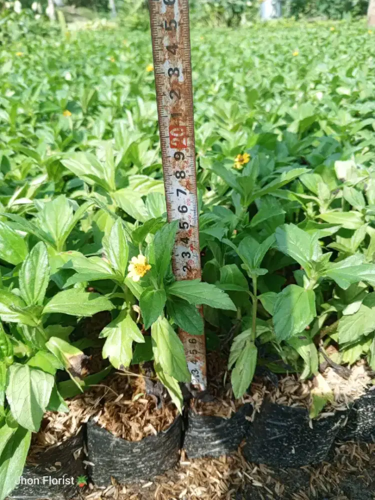 Harga tanaman proyek