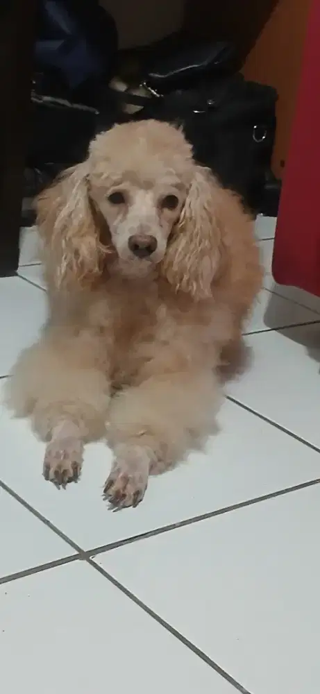 Poodle golden brown