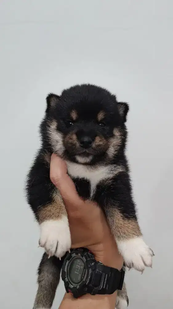 Shiba Inu Open for Book