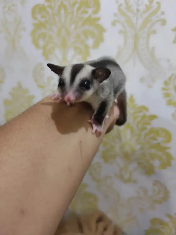 Sugar Glider Baby