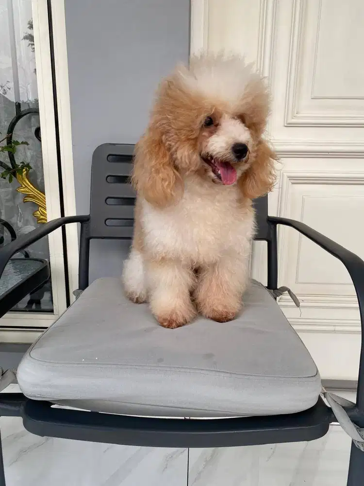 Dijual Toy Poodle Putih Coklat Party Jantan Male Stambum Vaksin