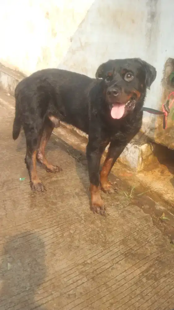 Rottweiler jantan 2 tahun