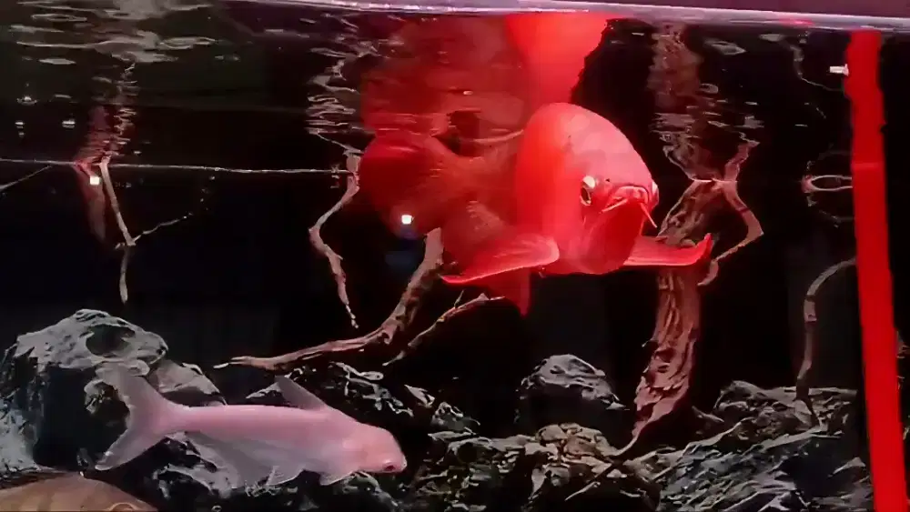 Arwana super red fullblok 48cm realpict