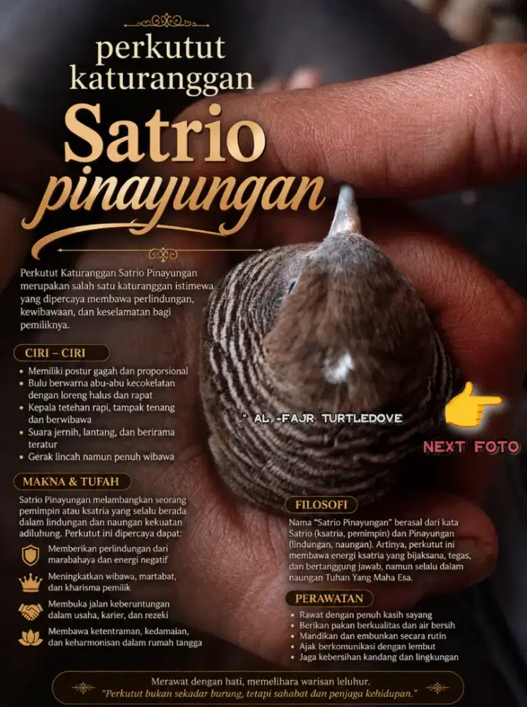 Burung perkutut lokal katuranggan Satrio pinayungan