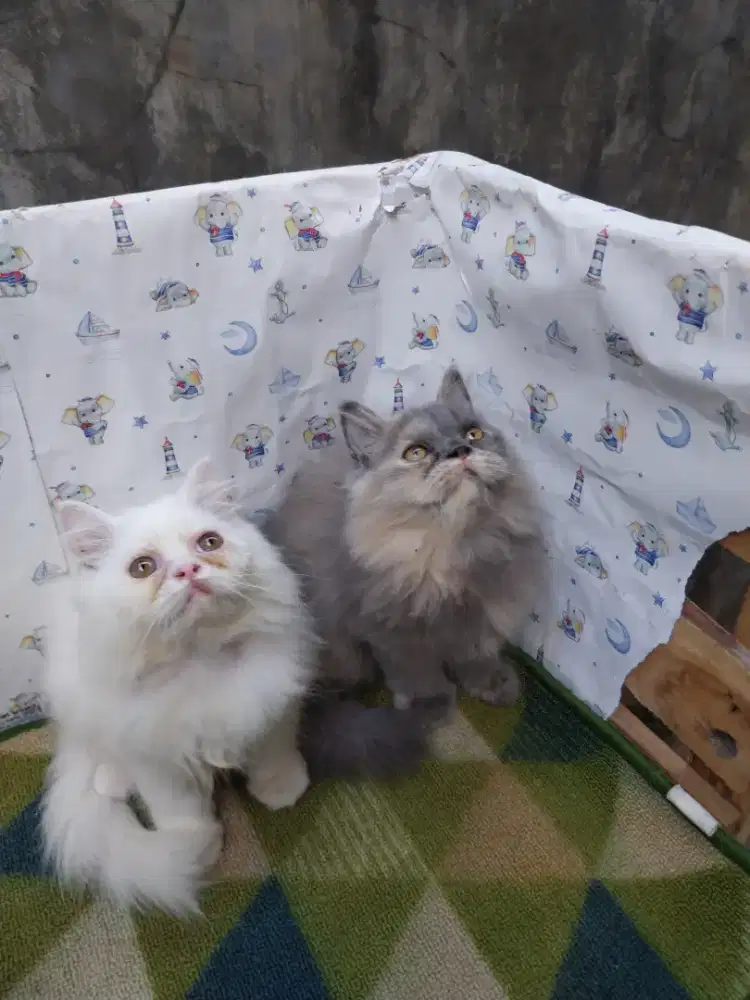 Persia flatnose 3bulan yg putih