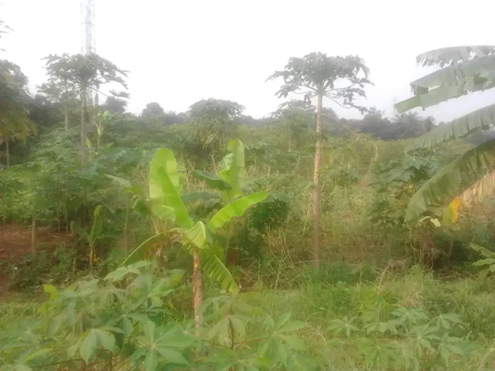 Dijual TP tanah subur untuk Villa, Cafe dan Rumah Kebun di Kota Bogor