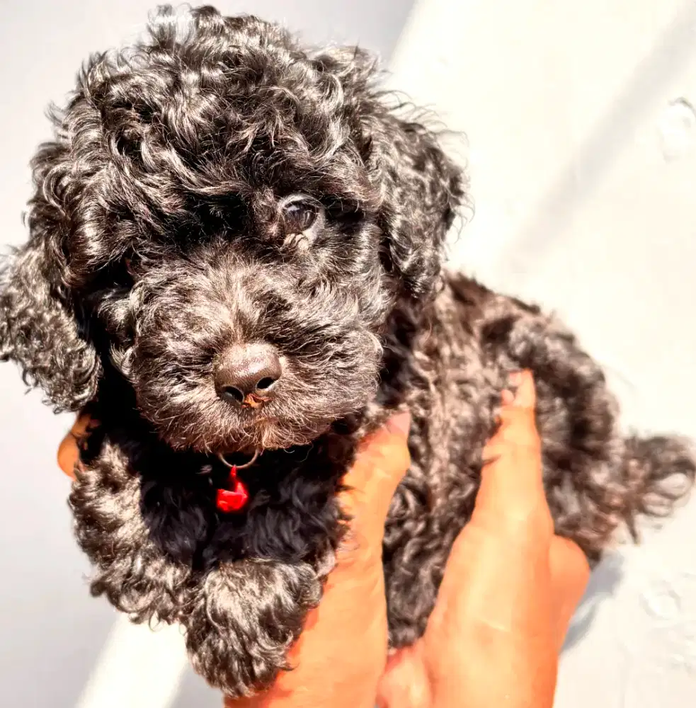 Silver/dark grey,black  puppy poodle tiny pure