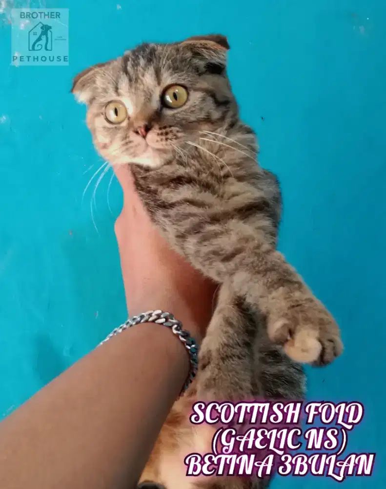 SCOTTISH FOLD (GAELIC NS)