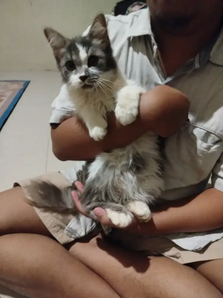 Meong kitten kandang kucing