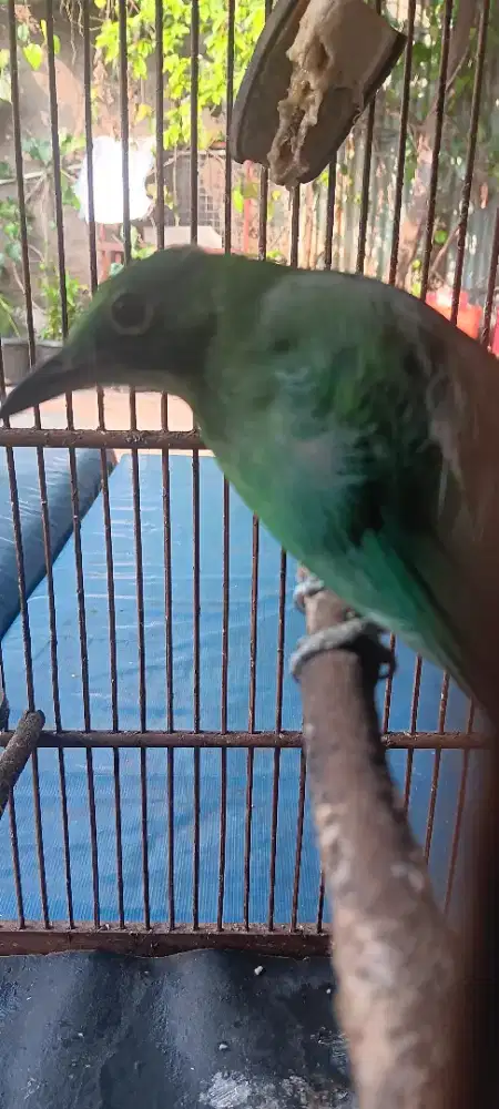 Burung kacer jo betina hrian bunyi