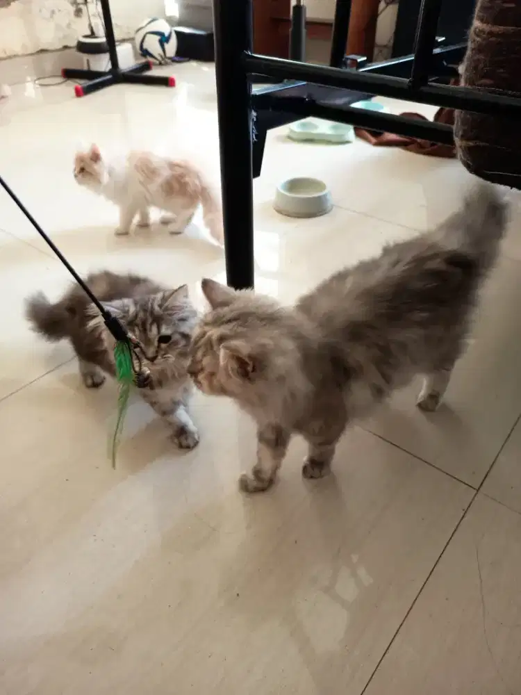 borongan kitten kucing persia NS