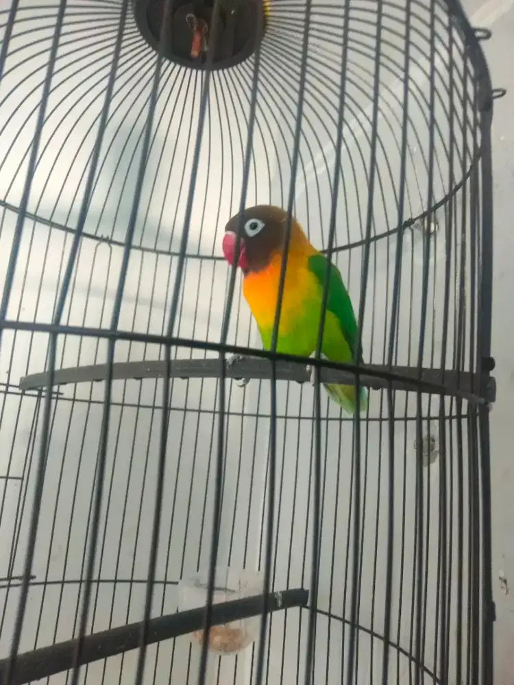 Lovebird Semi Dakocan