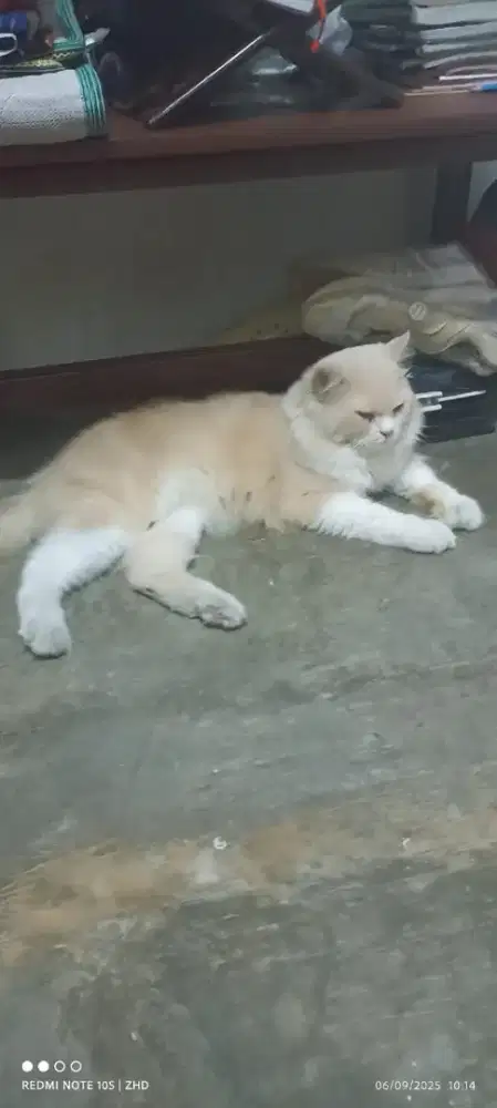 A3 Jantan Dewasa