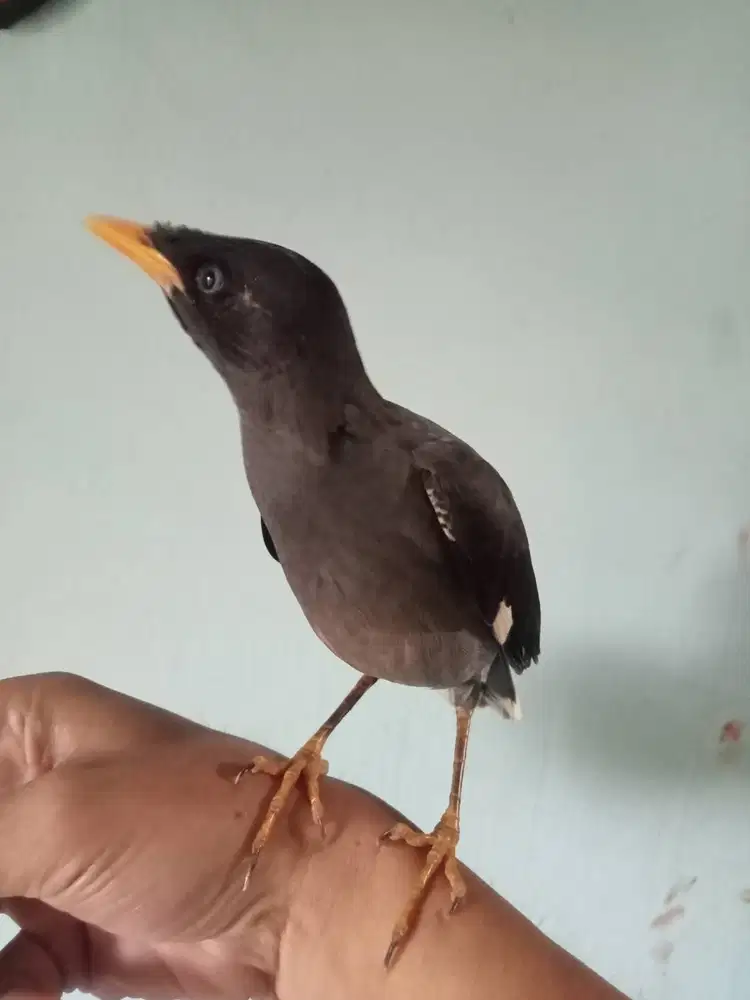 Jabo mata putih mandiri