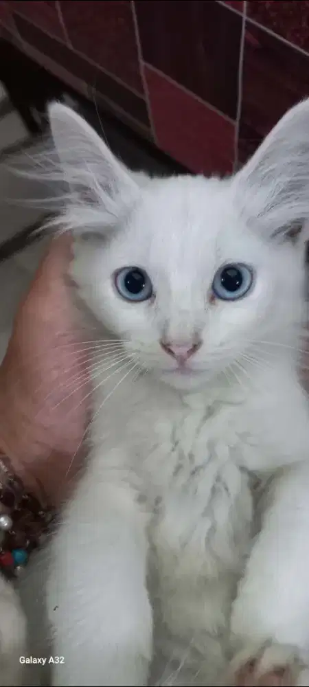 ADOPSI KITTEN KUCING