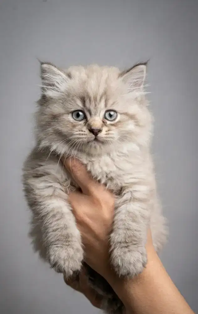 Dijual Kucing Ragdoll Lynx Point Murah