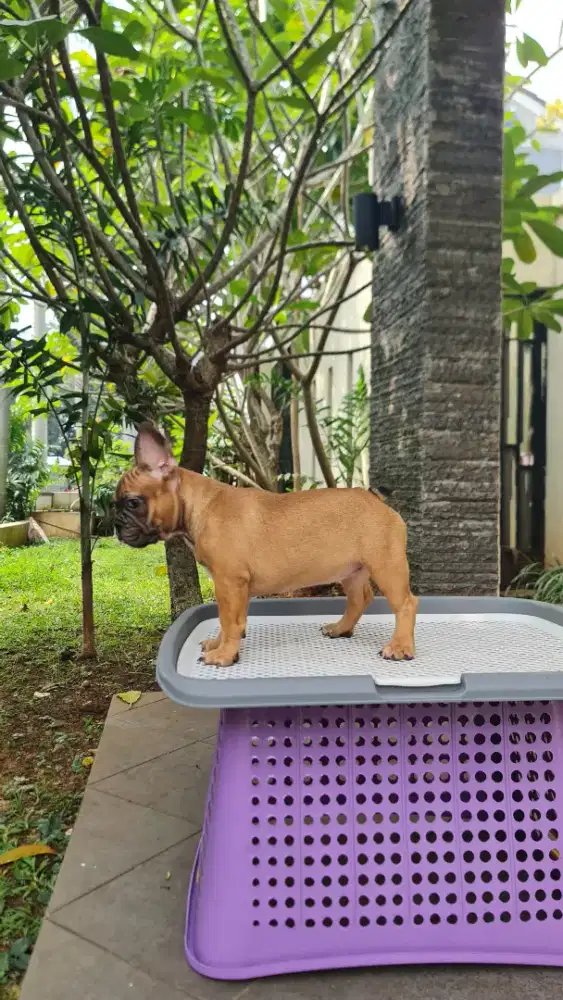 French bulldog puppy