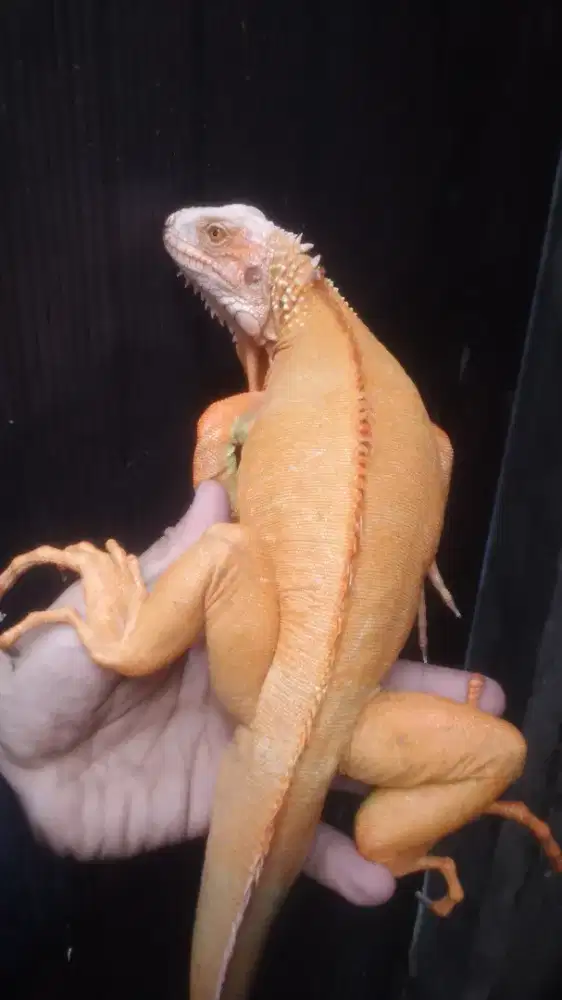 RED ALBINO IGUANA JANTAN