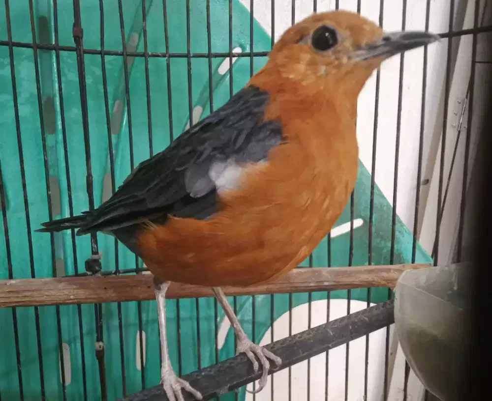 Anis merah bulu baru