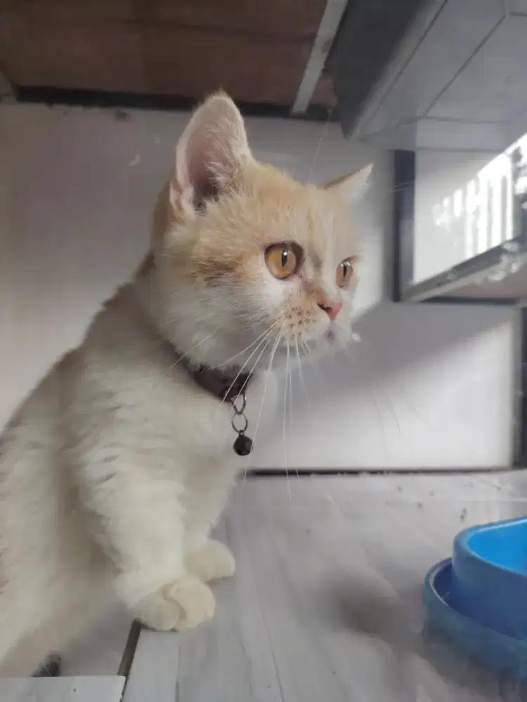 BSH munchkin jantan dewasa steril full vaksin