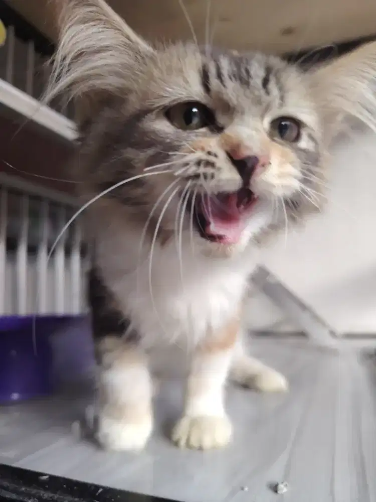 Kitten persia longhair
