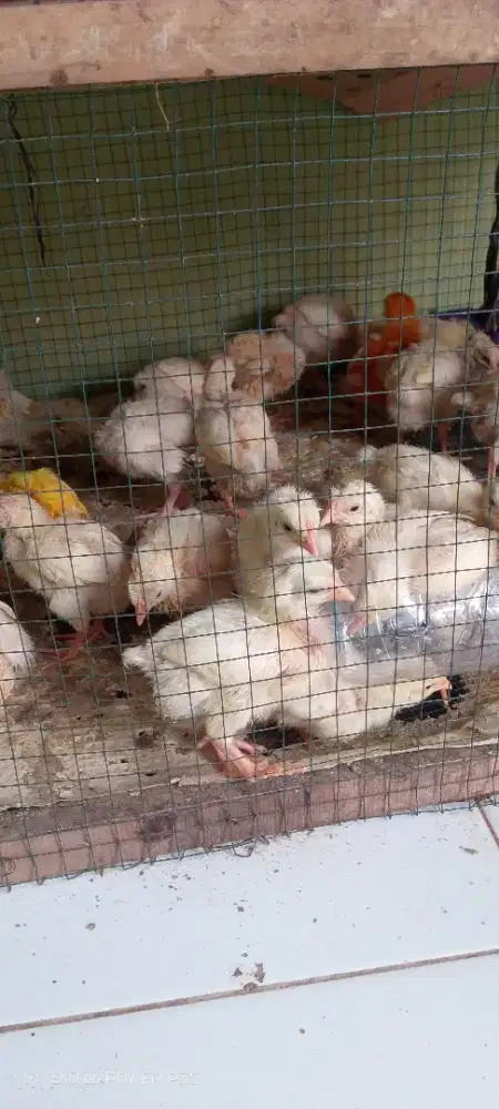 Bibit Ayam Broiler Usia 7 Hari