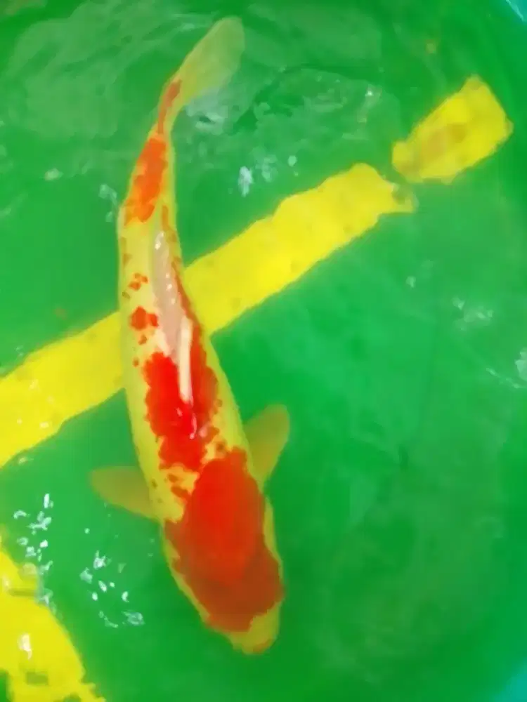 Ikan koi jenis Kohaku Kanoko 44cm bagus