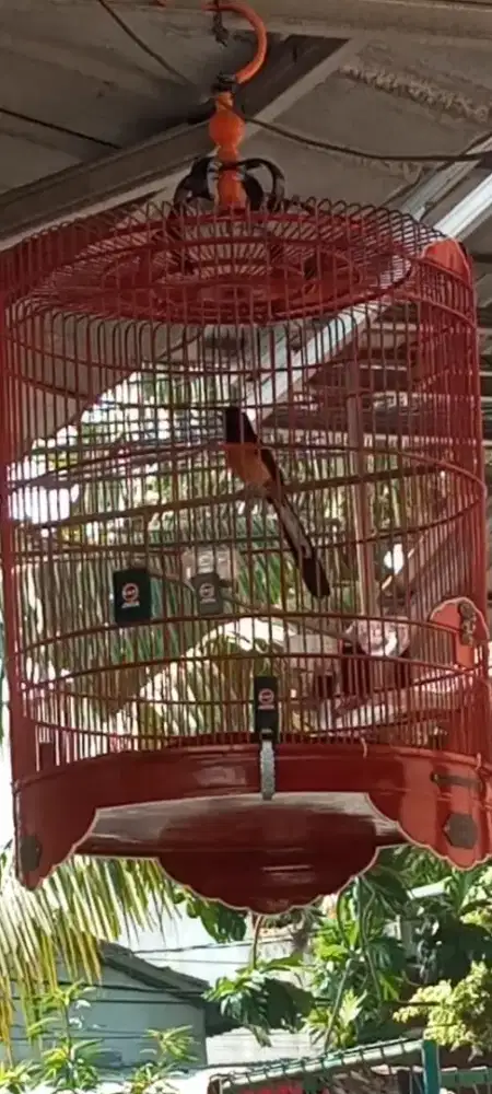 Burung murai prestasi