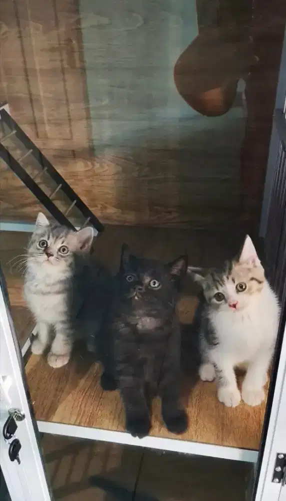 kitten BSH usia 2 bulan+