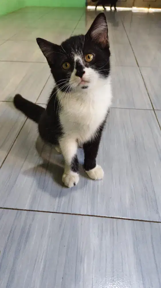 jenis kucing BSh Mix