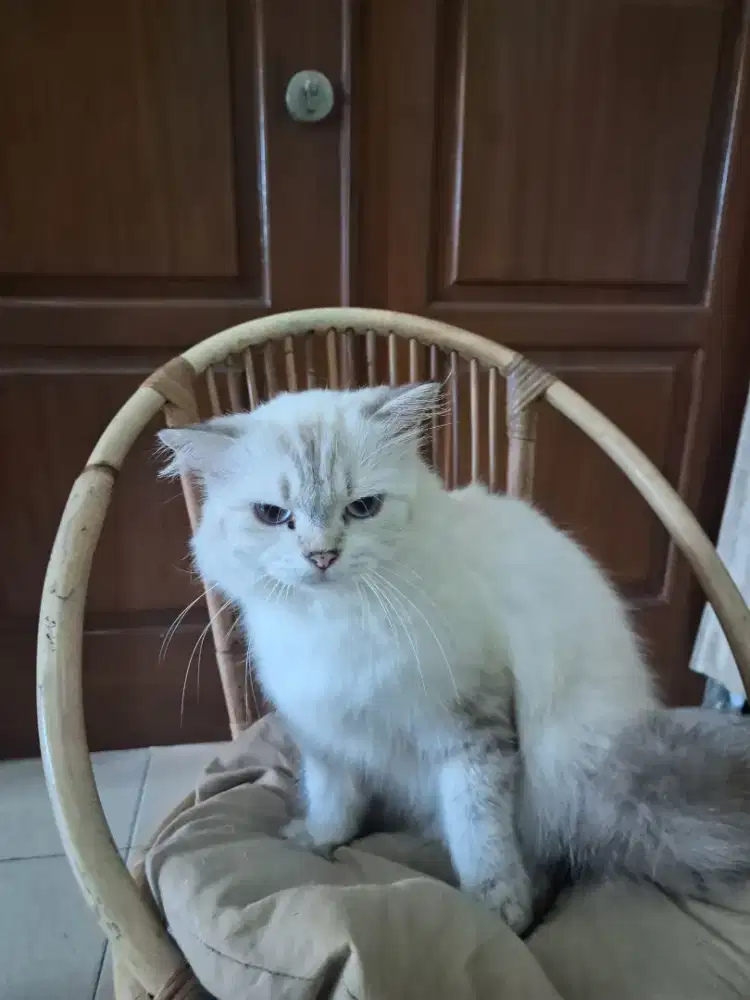 Kucing Betty Dewasa Ragdol Mix Himalaya Sudah Vaksin