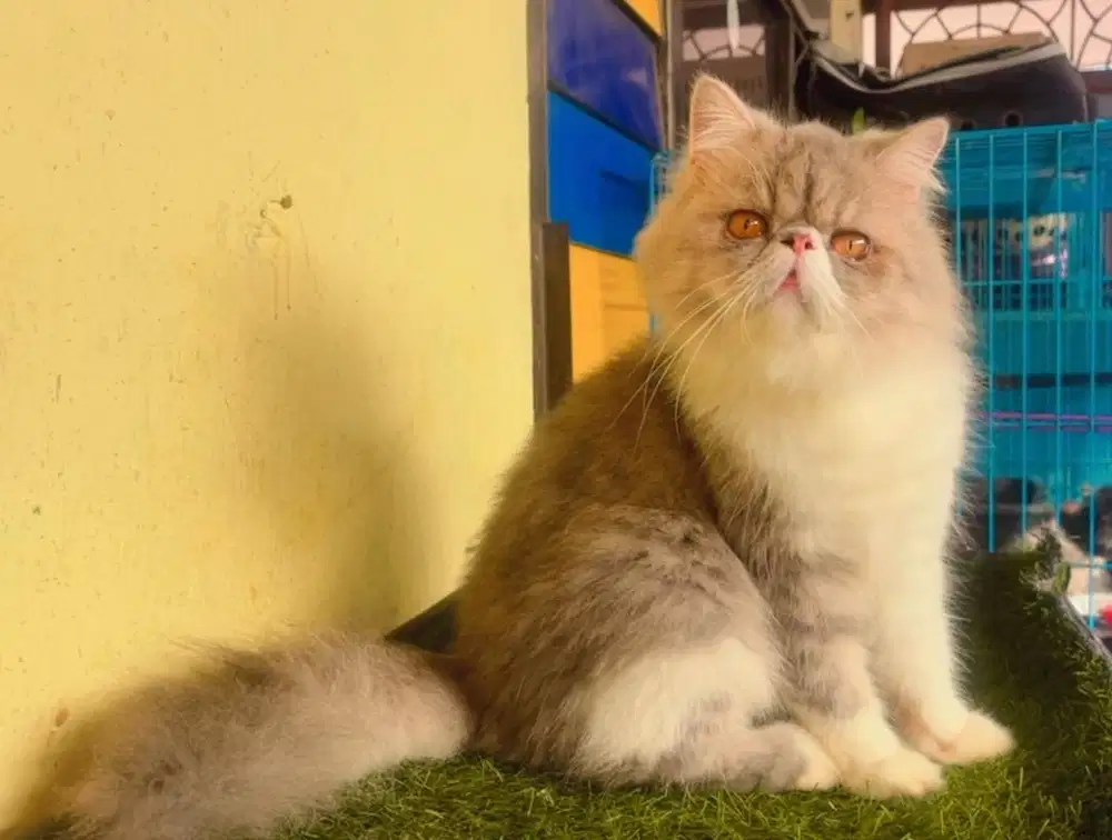 Kucing persia peacnose extream betina 11 bln