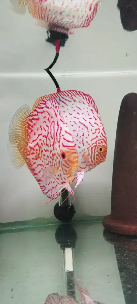 Discus Indukan Pair Proven