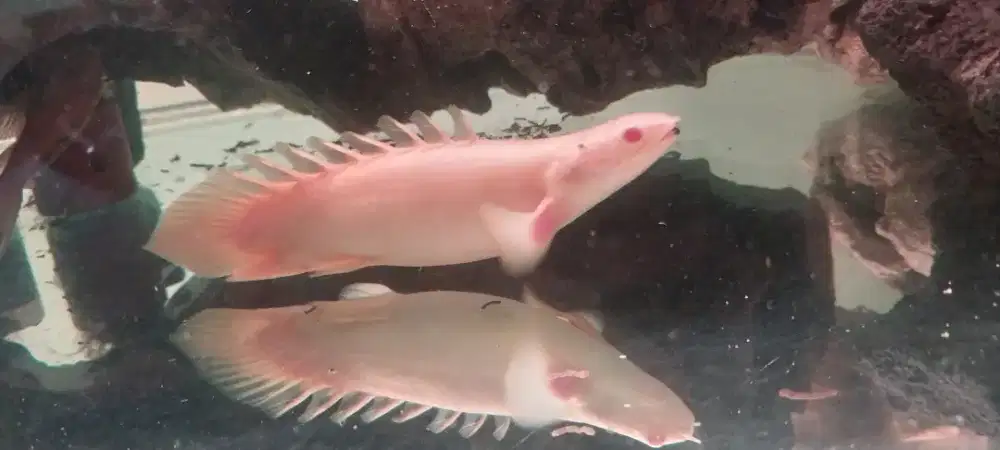 Palmas albino short body
