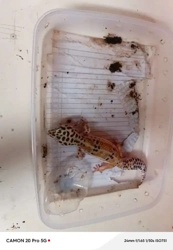Menjual Hewan Reptil ( Gecko)