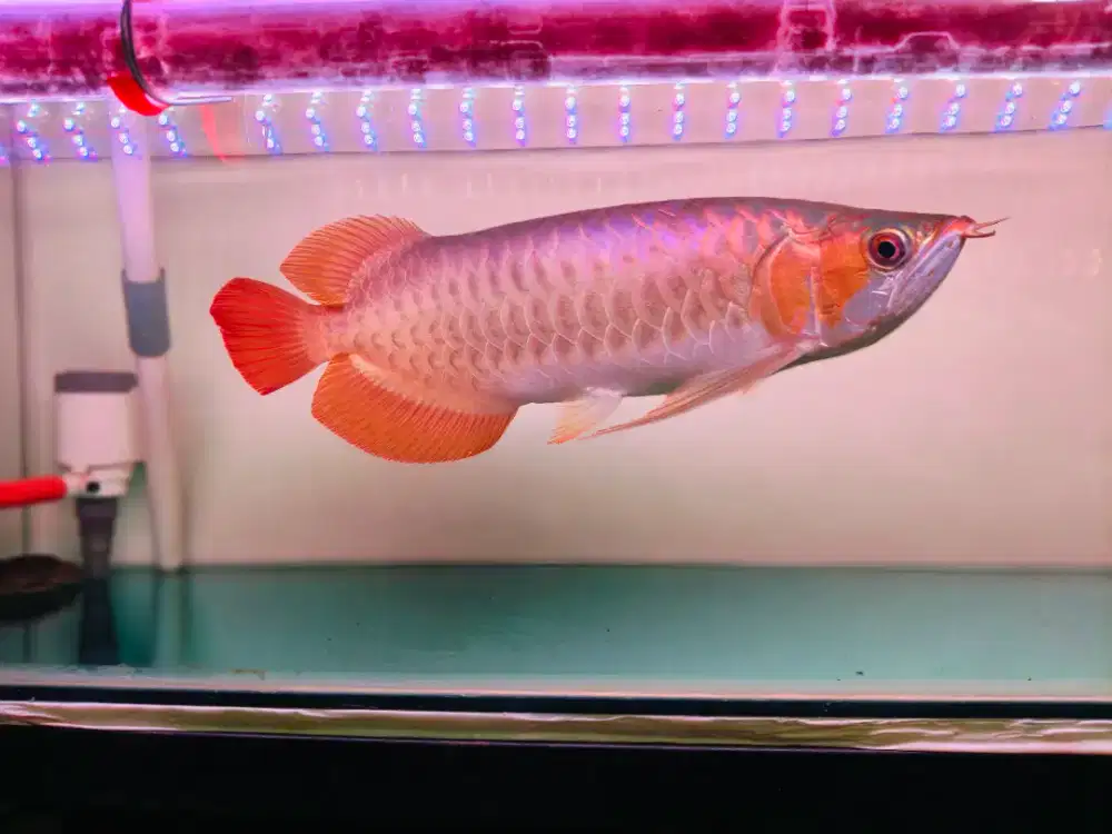 Ikan Arwana Super Red size 37