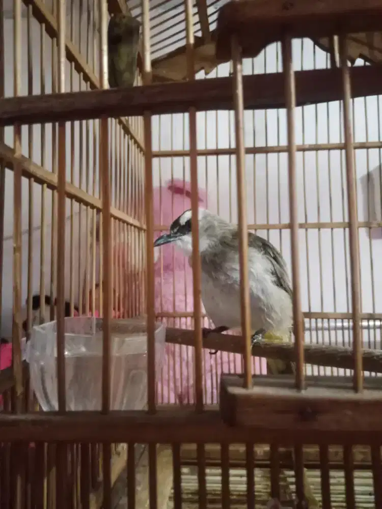 Burung trucuk jog jog gacor jinak
