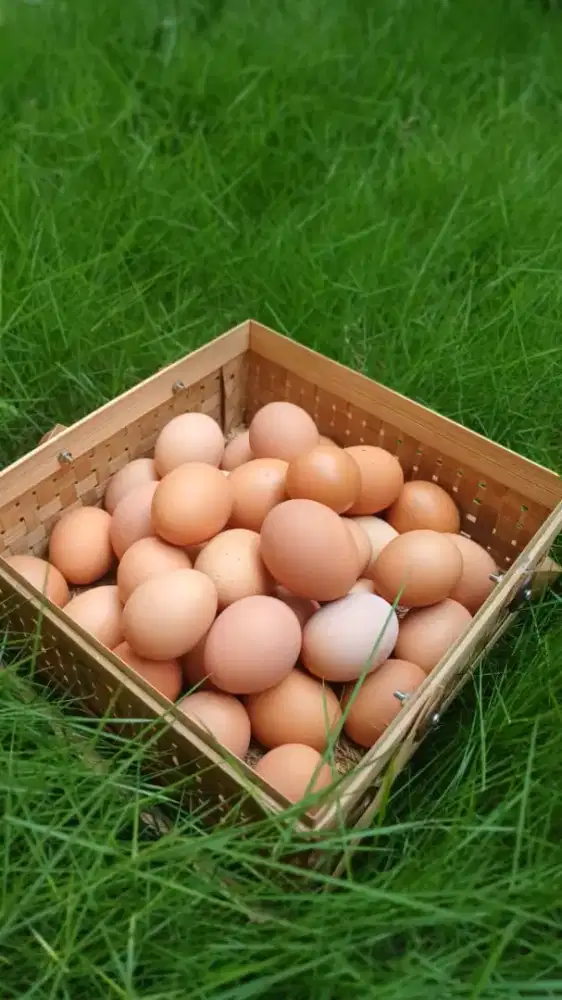 Hampers telur custom