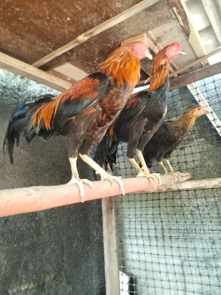 Ayam Jago Kampung