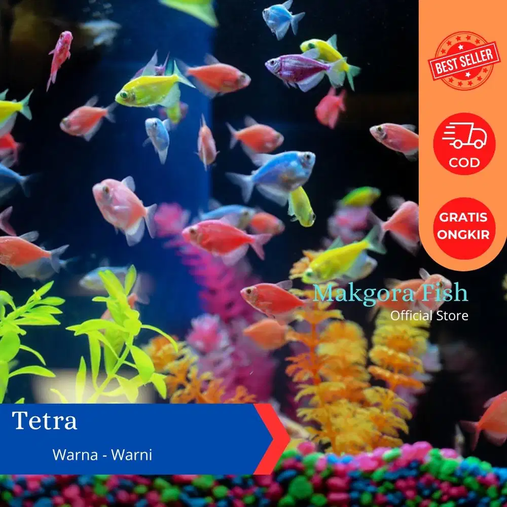 Ikan Warna Warni Tetra Hias Aquascape Aquarium