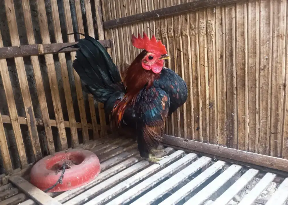 Ayam serama jantan