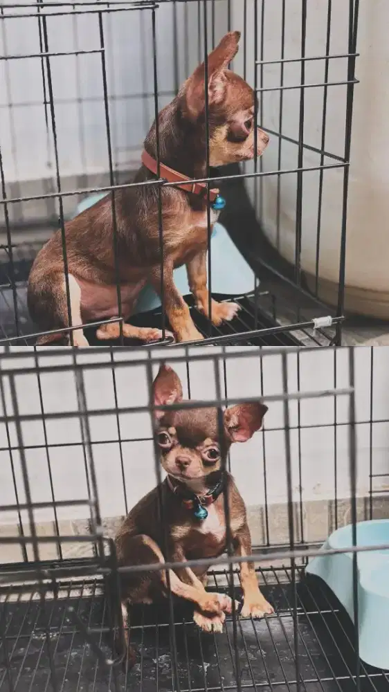 Chihuahua redtan