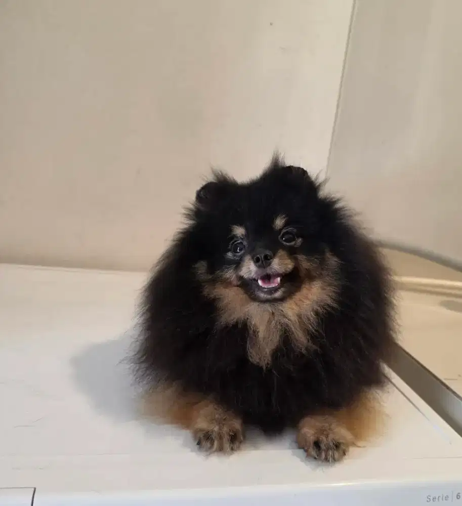 Pomeranian black and tan betina 1 tahun 3 bulan